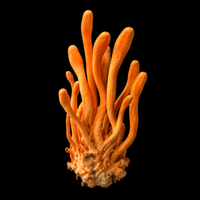 Cordyceps
