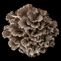 Maitake