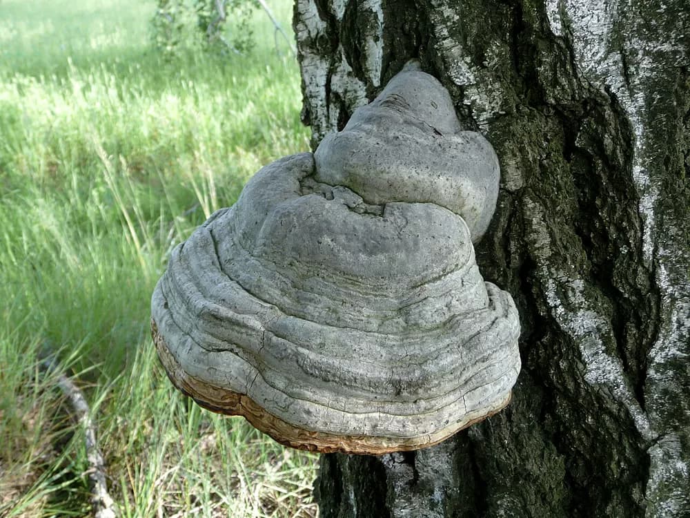 Práchnovec kopytovitý