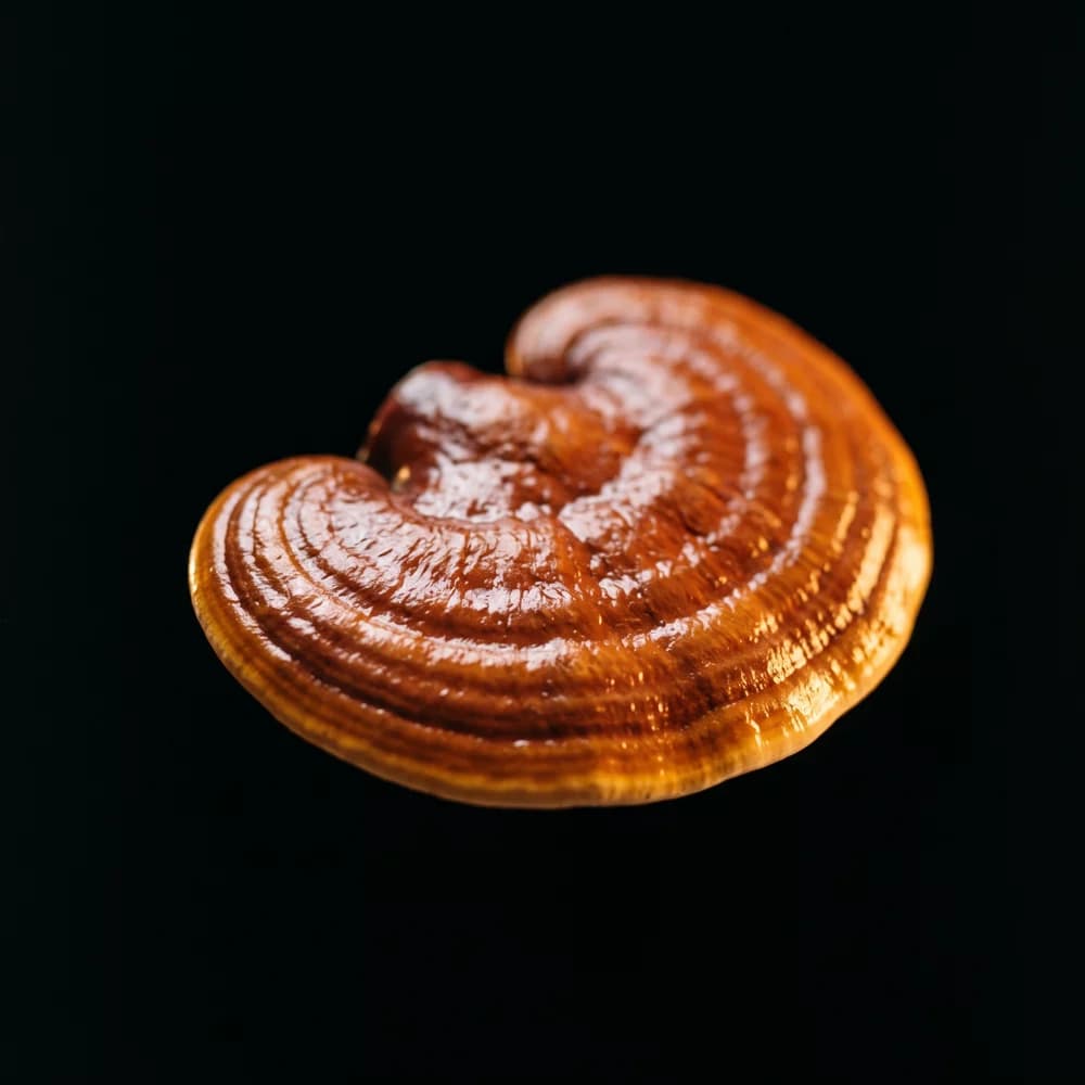 Reishi