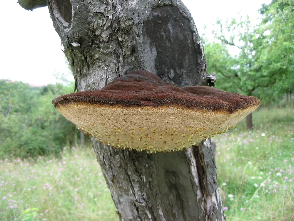 Ryšavec útlocípy