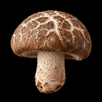 Shiitake