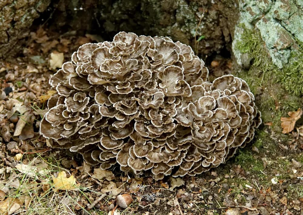Maitake