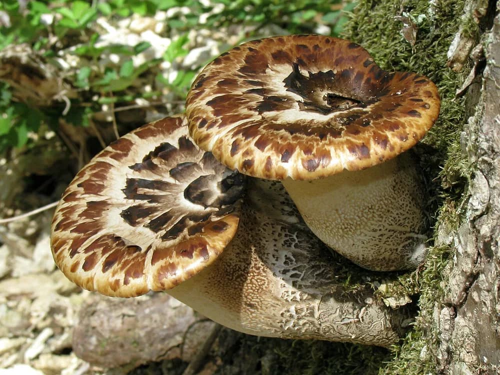 Trúdnik šupinatý