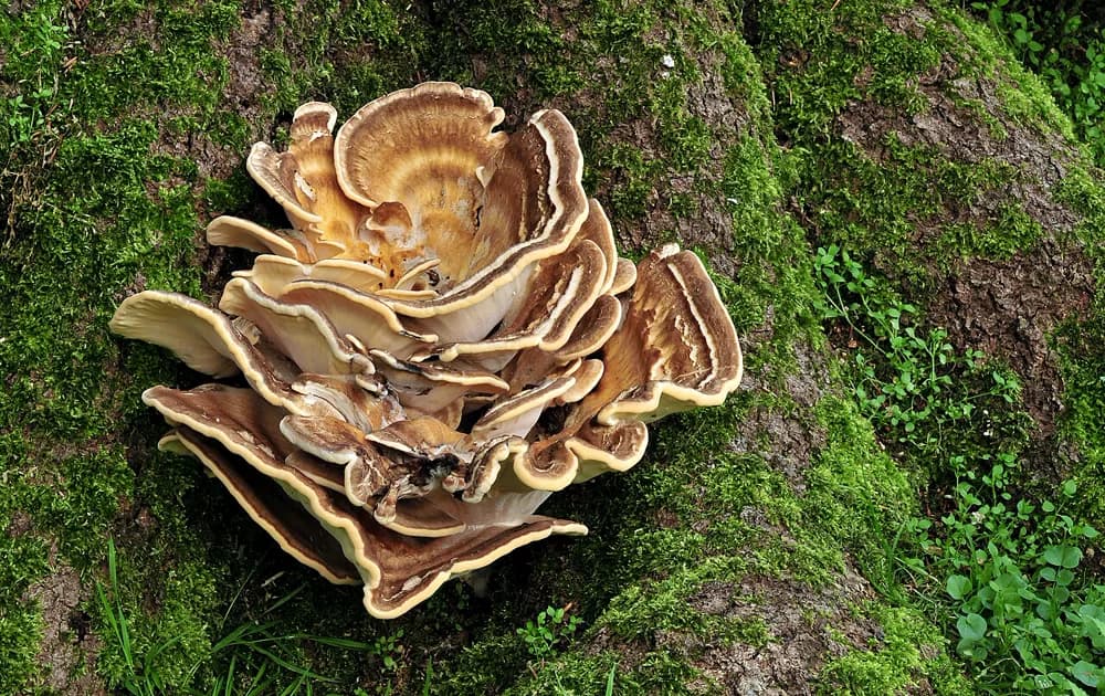 Vejárovec obrovský
